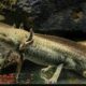 Wild Type Axolotl: Unveiling the Mysteries of Nature's Aquatic Marvel